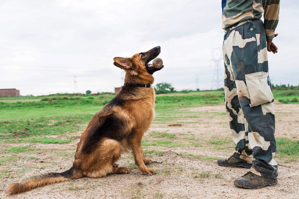 feature: WAG THE DOGS – A look inside the training ground for our nation’s four-legged soldiers – for motherland&nbsp;magazine